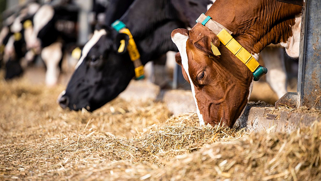 В Башкортостане продуктивность племенных коров выросла на 260 килограммов