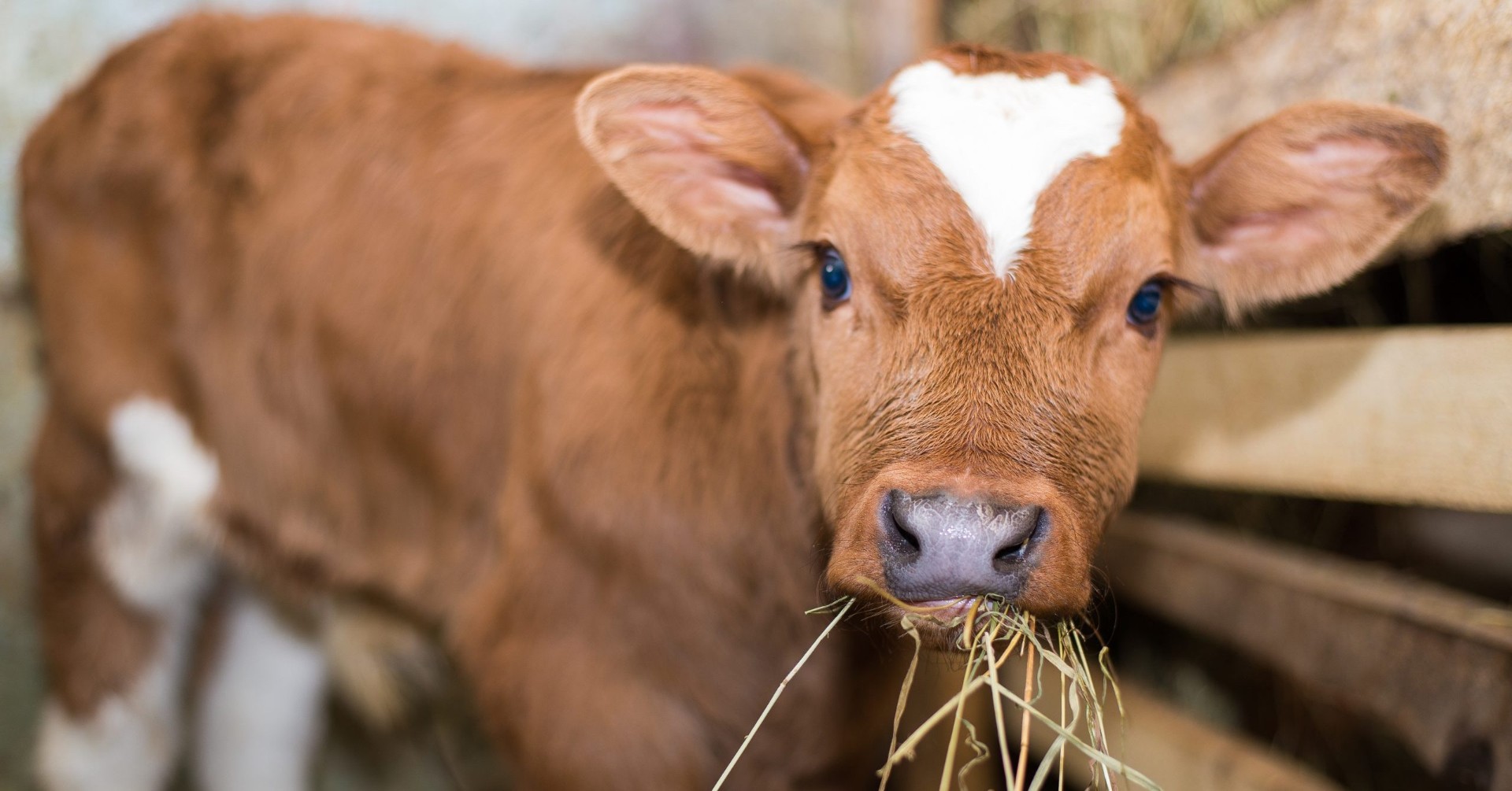 Нижегородские селекционеры выводят новую мясную породу коров