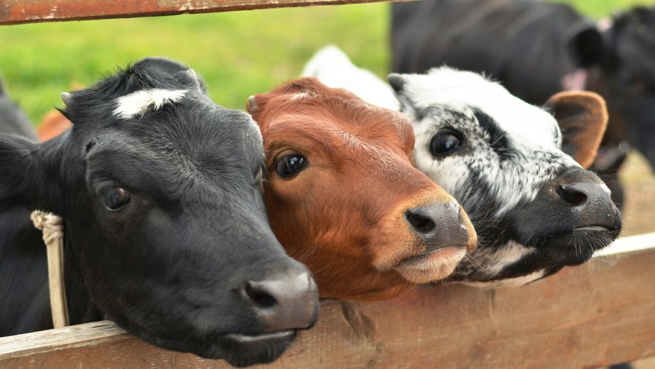 Хозяйства Башкортостана готовы реализовать в 2026 году более 2,2 тысячи голов племенного молодняка КРС