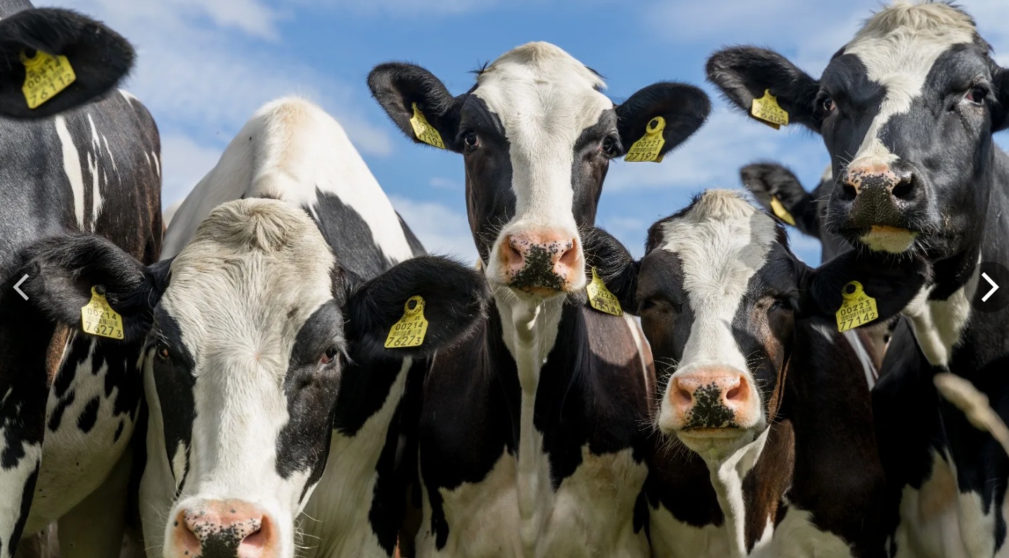 Поголовье КРС в крупных хозяйствах Кубани снизилось до 329,7 тысячи голов