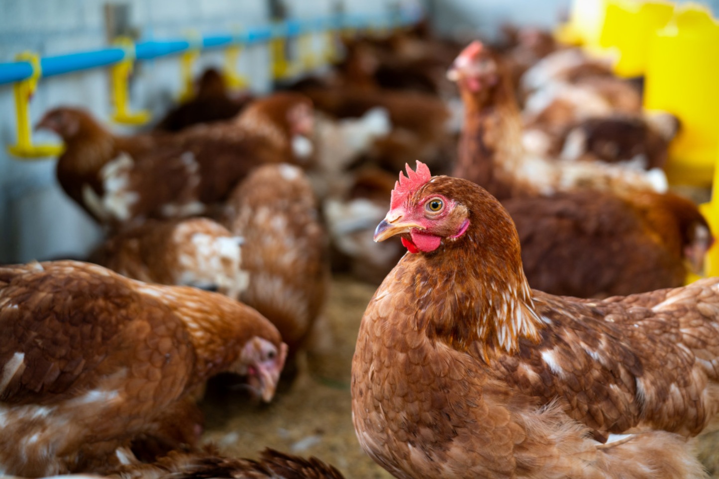 Тюменская птицефабрика «Пышминская» возобновила работу