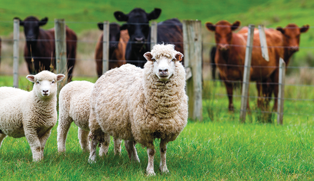 КБР нарастила производство мяса на 7,2% за 11 месяцев 2025 года