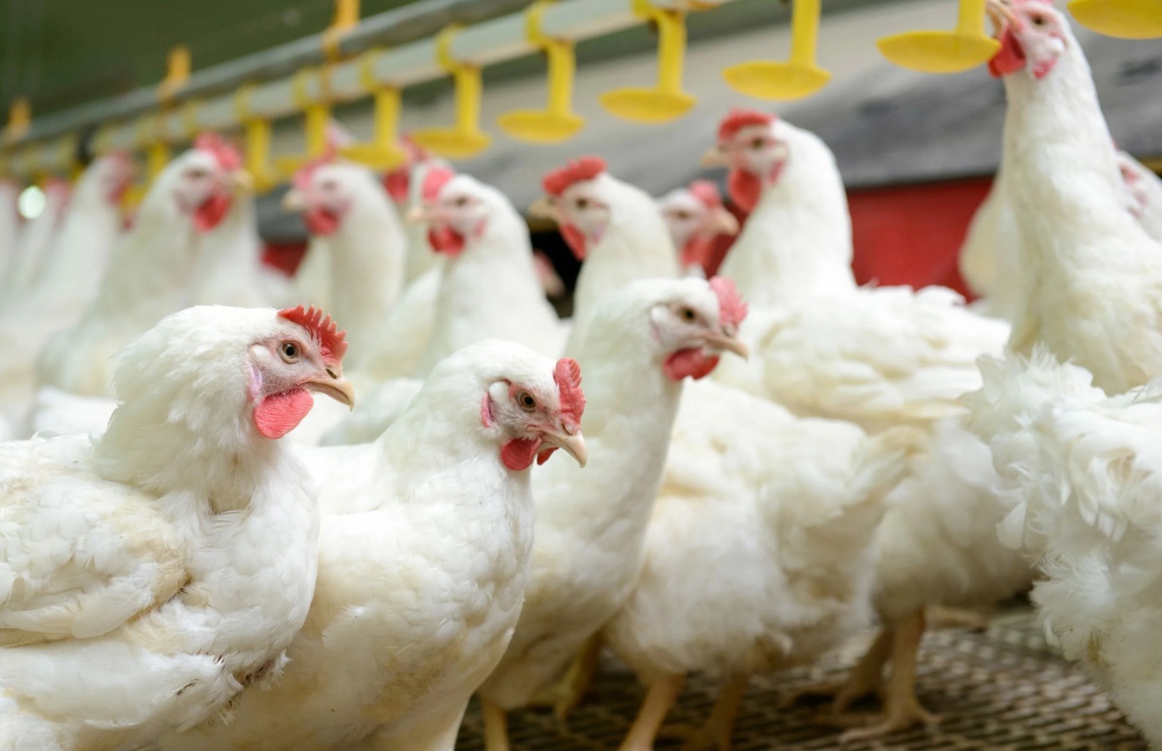 Башкирский птицеводческий комплекс пытается переложить долги на партнеров