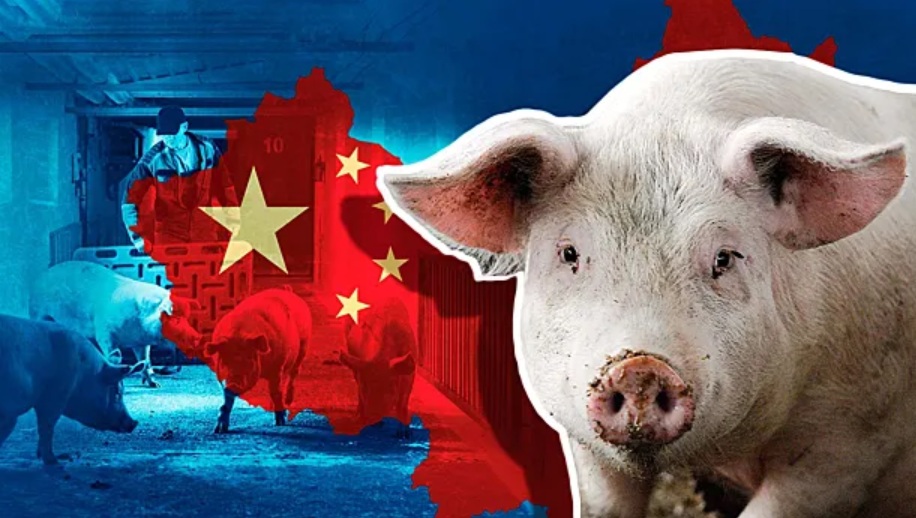 Мониторинг цен на свинину в Китае на 6-й неделе 2026 года