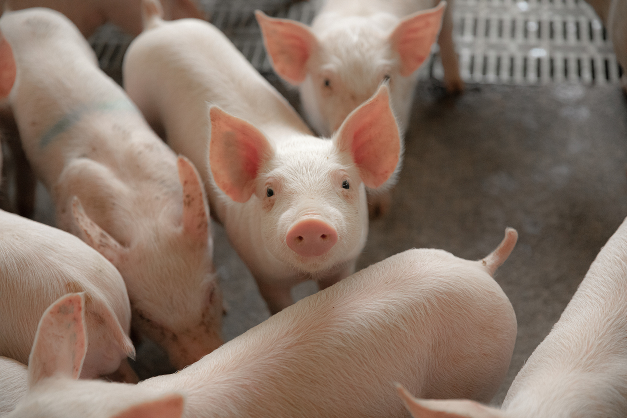 Поголовье свиней в Брянской области выросло почти на 12 процентов за год