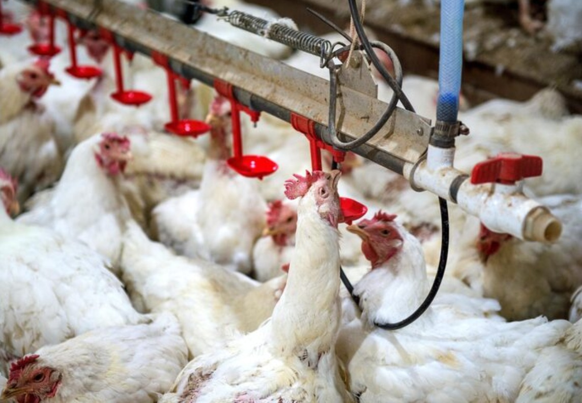 Егорьевская птицефабрика направит более 340 млн руб. на реконструкцию завода