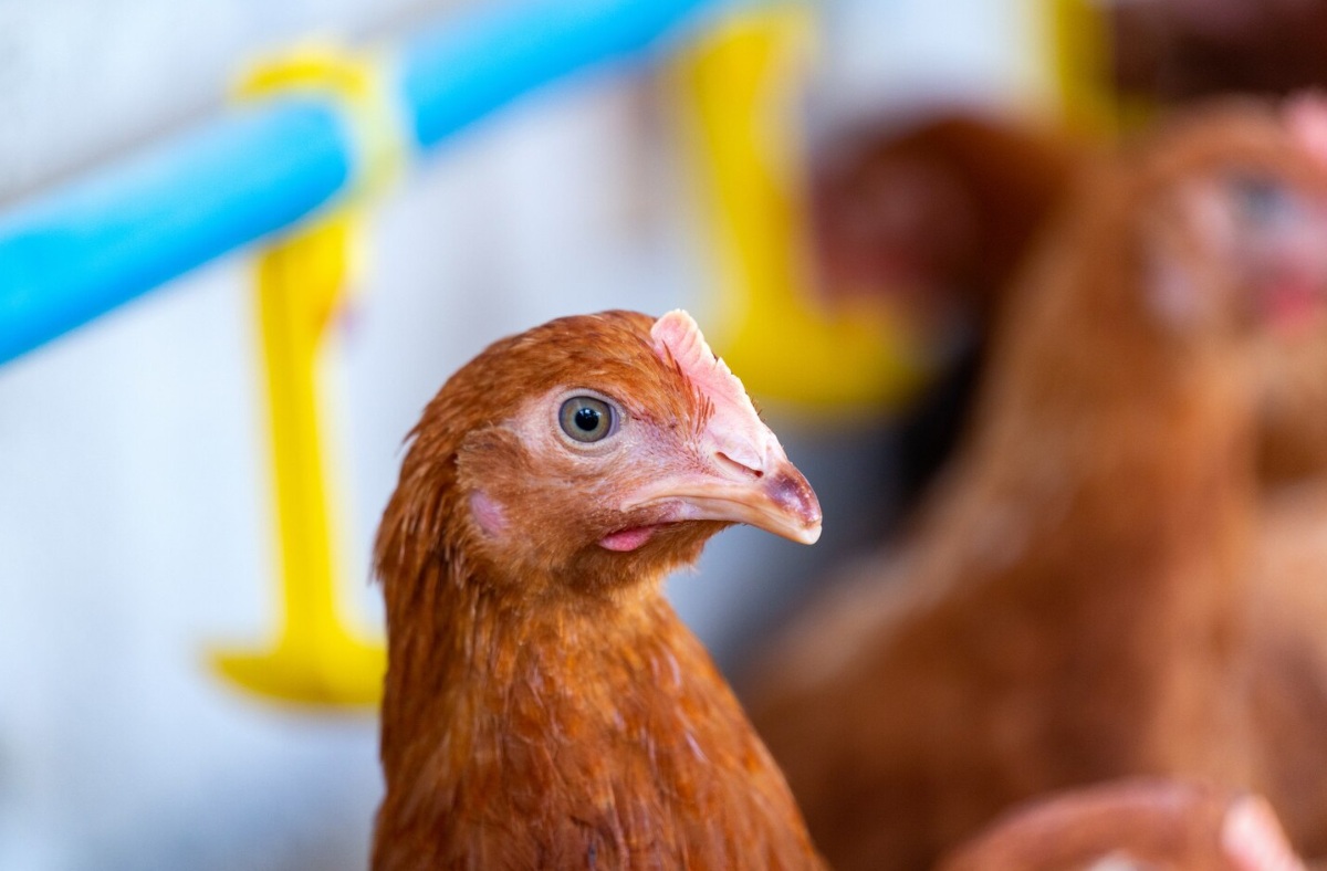 Московская компания расширит купленную в Челябинской области птицефабрику