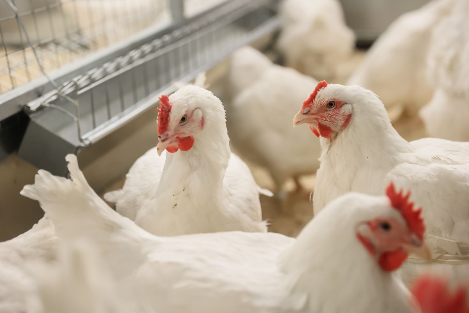 Под контролем Россельхознадзора 4,2 тысячи кур-молодок отправлено из Башкирии в Казахстан