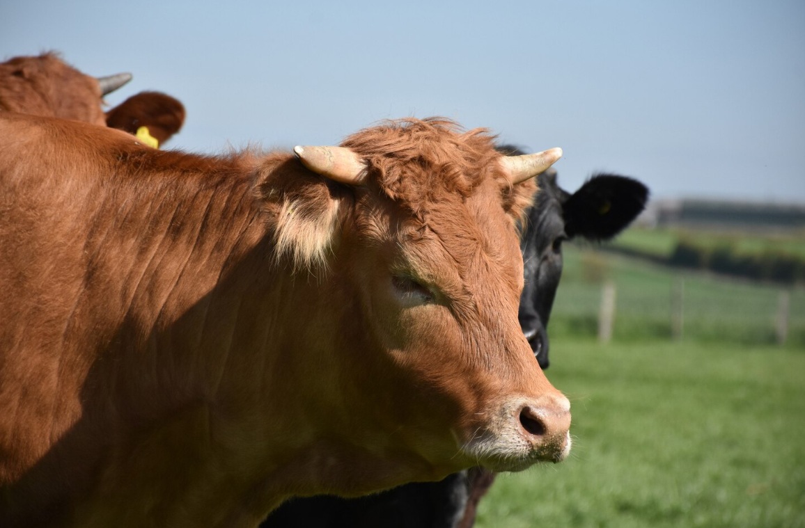 РФ в 1,5 раза увеличила экспорт живых сельхозживотных в 2025 году