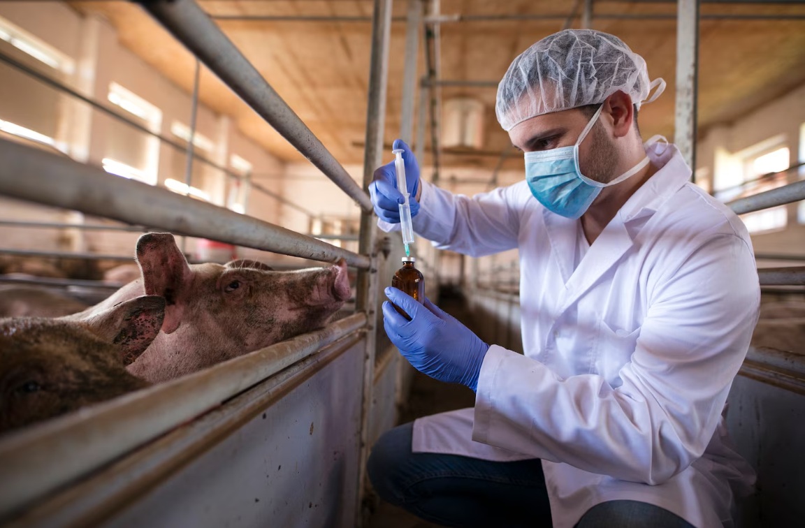 Новосибирскую область признали неблагополучным по пастереллёзу