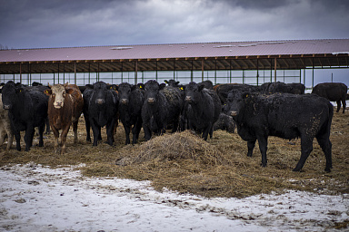 В Башкортостане заработал современный фидлот для откорма КРС