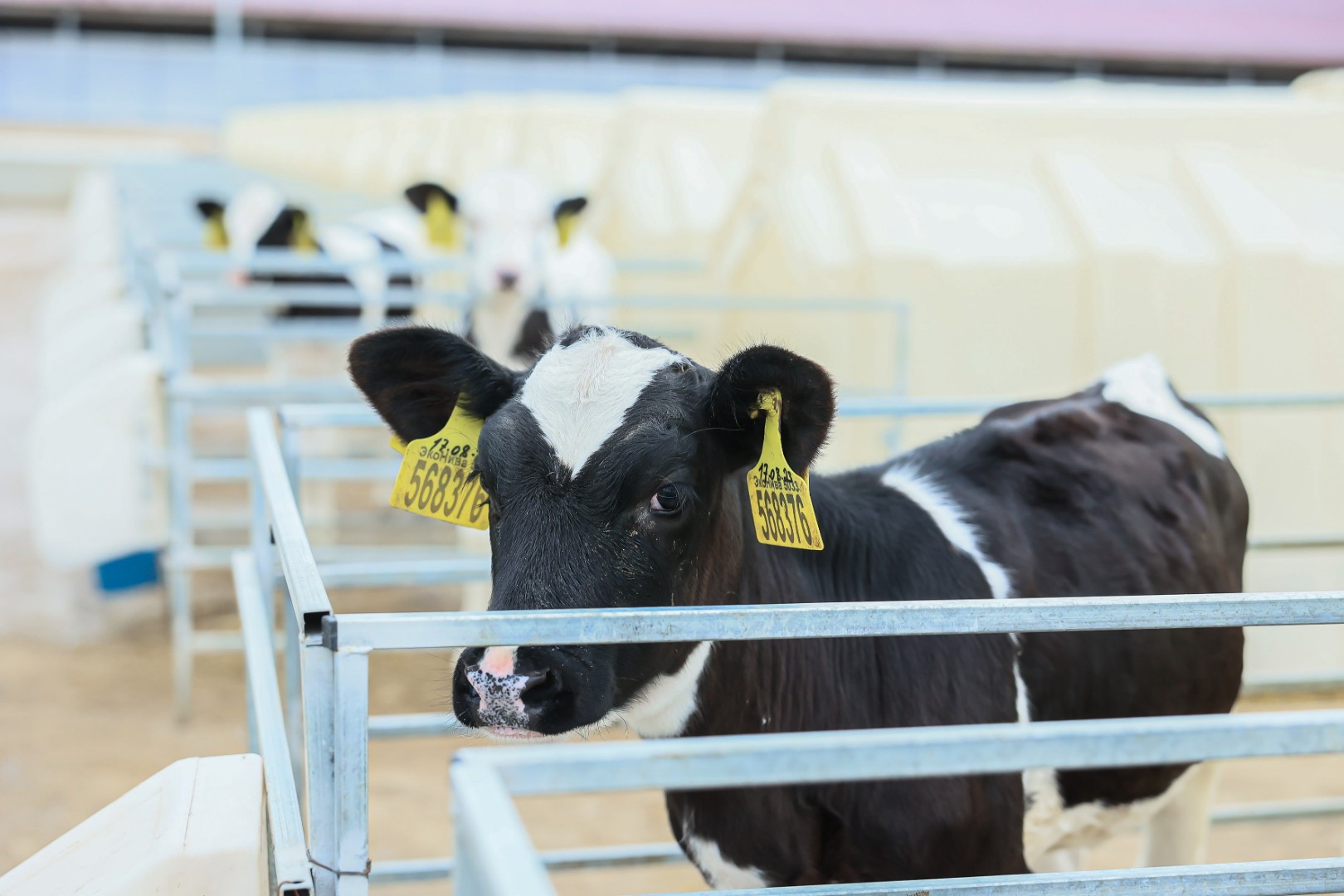 Новые молочно-товарные фермы планируется запустить в Подмосковье в 2026 году