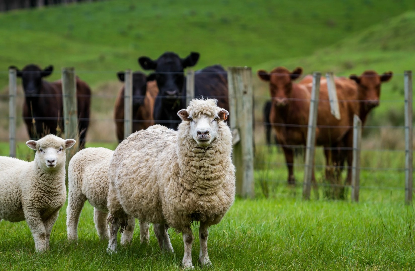 Производство сельхозпродукции в Чечне увеличилось на 3,6%