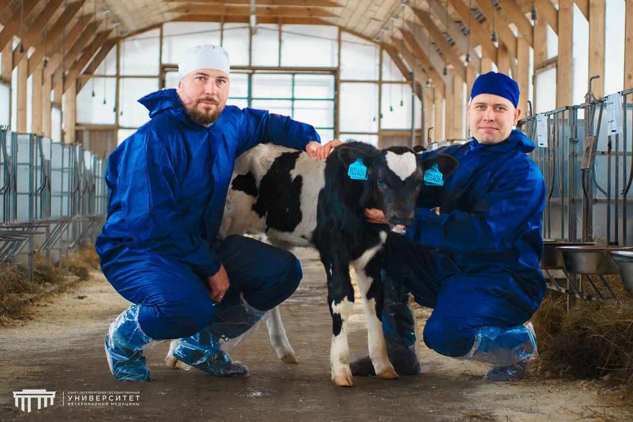 В лаборатории «СПбГУВМ» получен телёнок методом IVP с высокими генетическими показателями