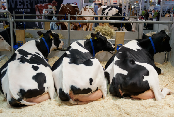 Выставка животноводства EuroTier 2026 пройдёт 10–13 ноября в Ганновере