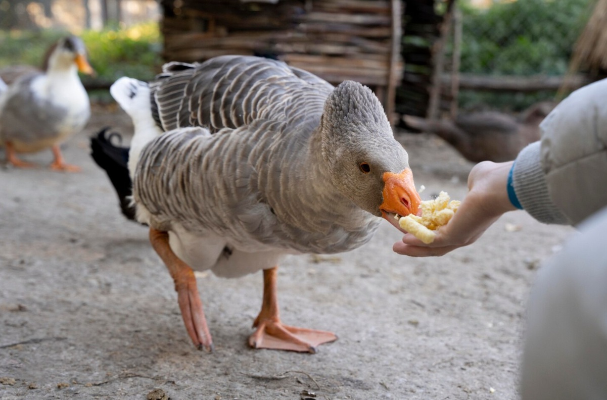 Сахалин вошёл в число лидеров на Дальнем Востоке по основным показателям сельхозпроизводства