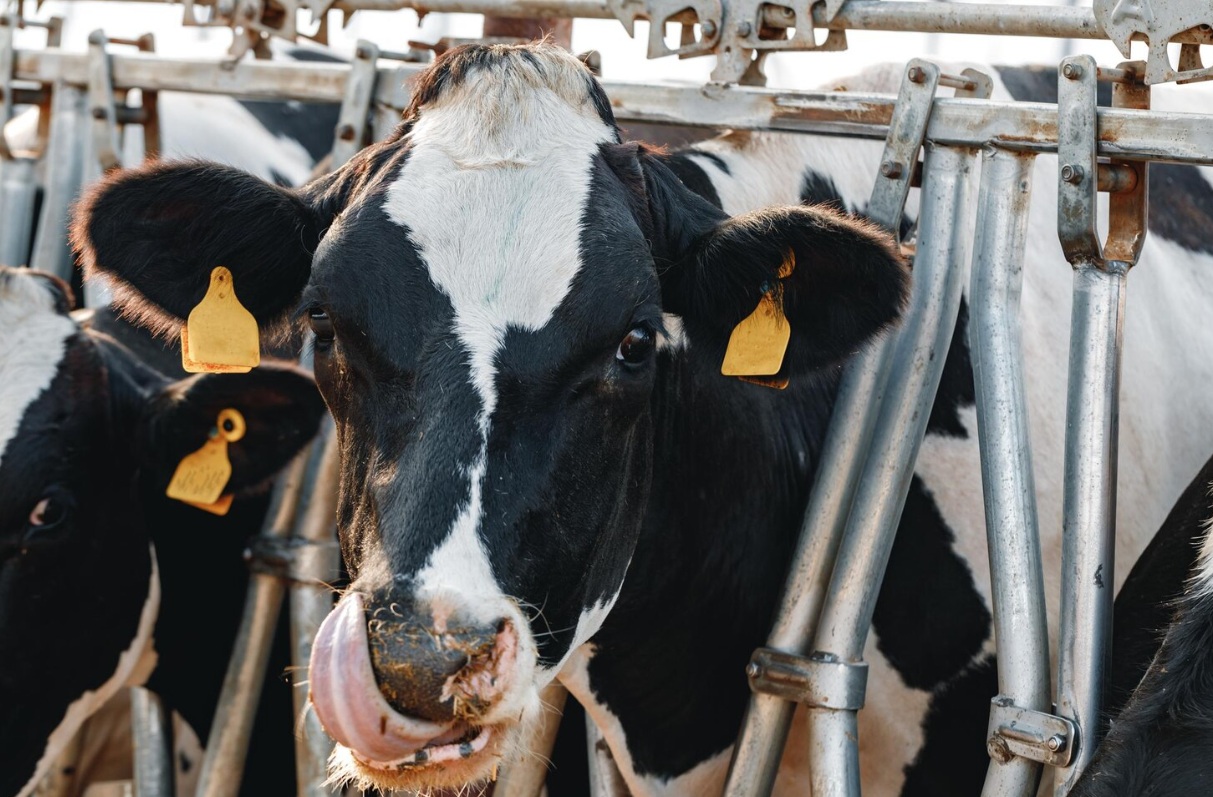 Пятнадцать племенных хозяйств Нижегородской области принимают участие в федеральном проекте по геномной селекции