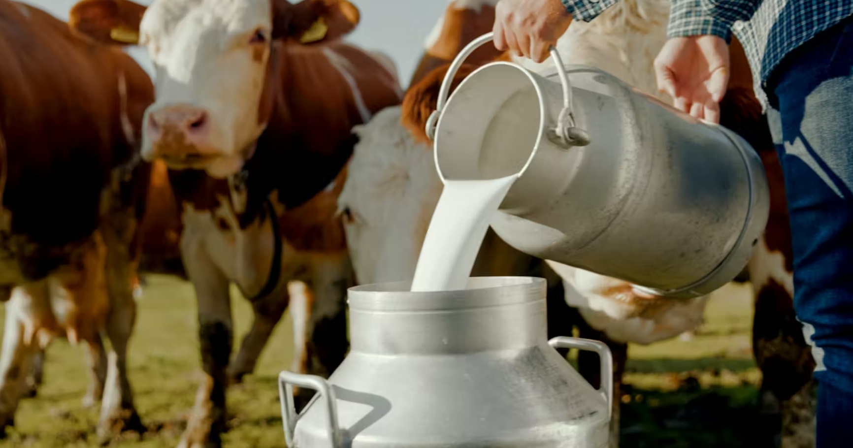 В Новгородской области продолжает развиваться молочное животноводство