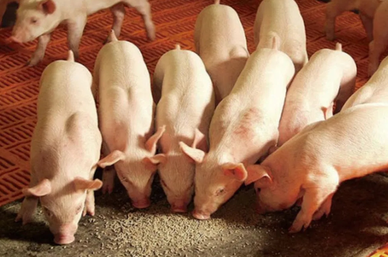 Инвестор построит три свиноводческих комплекса в Рязанской области