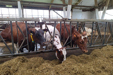 Для сельхозпроизводителей Ивановской области доступно агрострахование с господдержкой