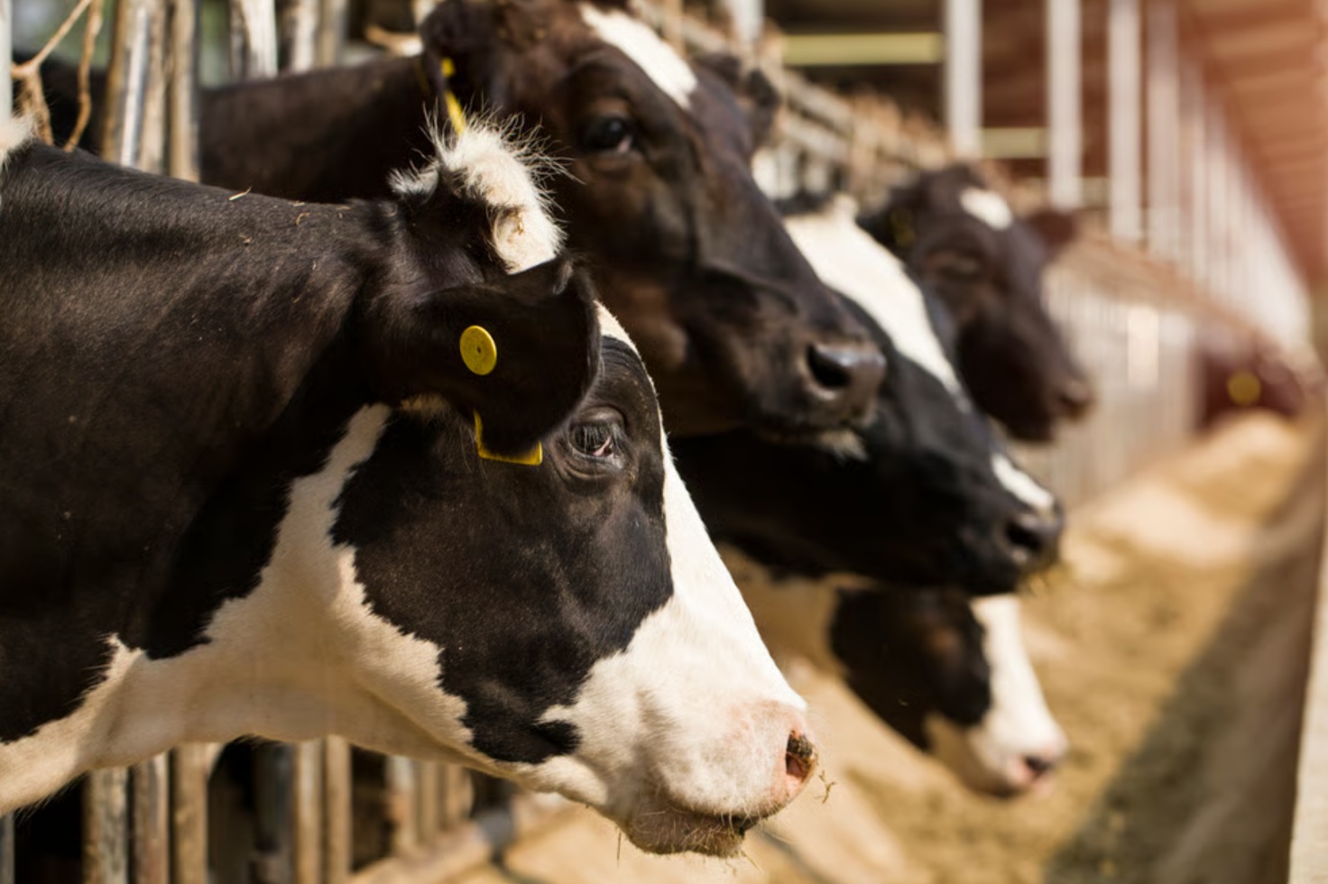 В Крыму около 3 тыс. голов скота пройдут генное тестирование