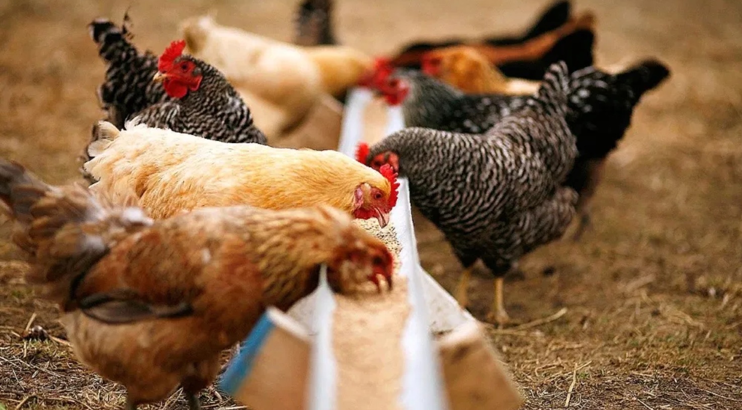 NSF развивает сертификацию яиц от птиц бесклеточного содержания