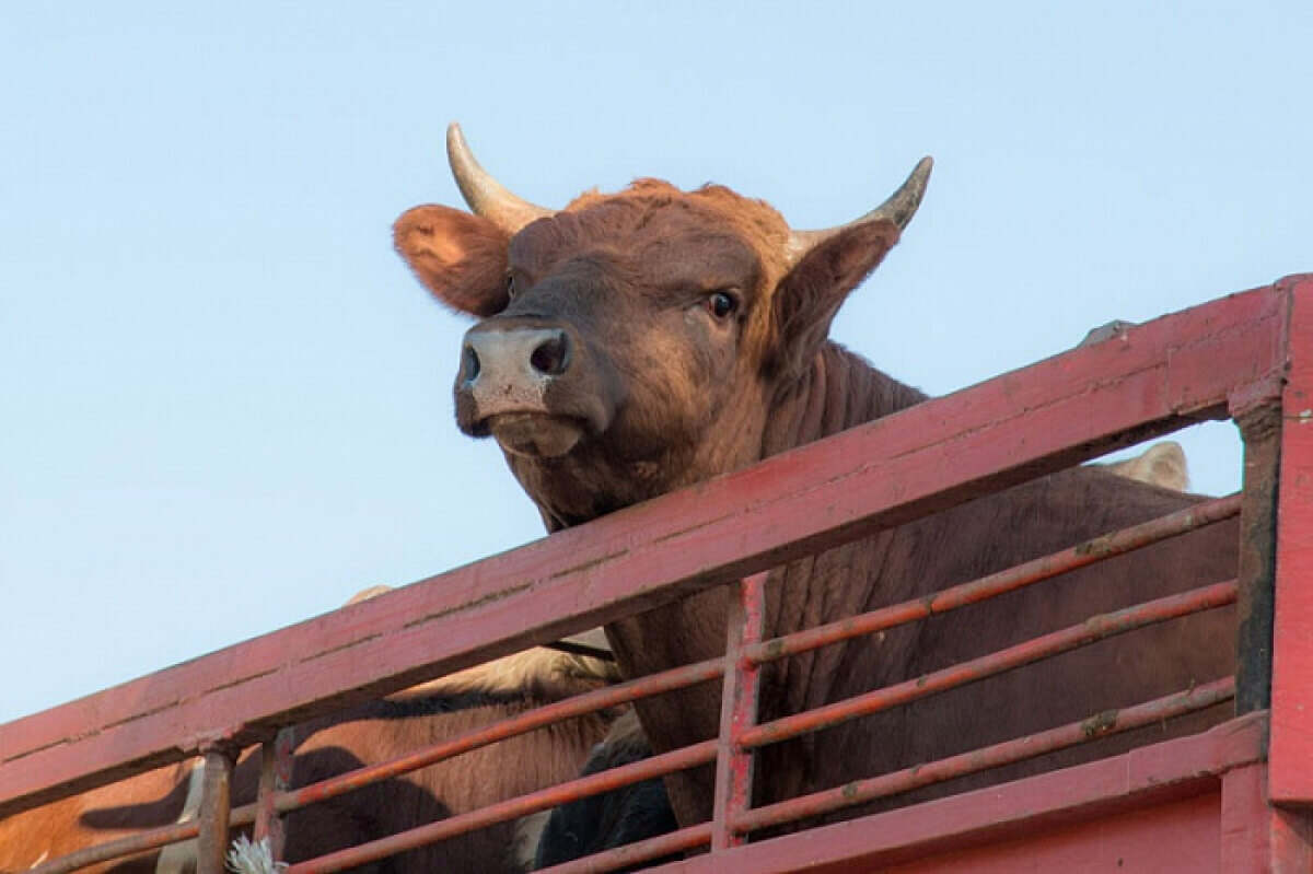 Татарстан ограничивает ввоз животных из других регионов РФ