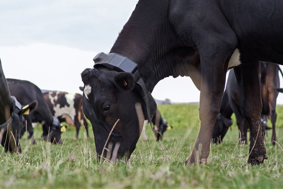 В Башкортостане в 2026 году на генетическую экспертизу КРС направят более 8 млн рублей