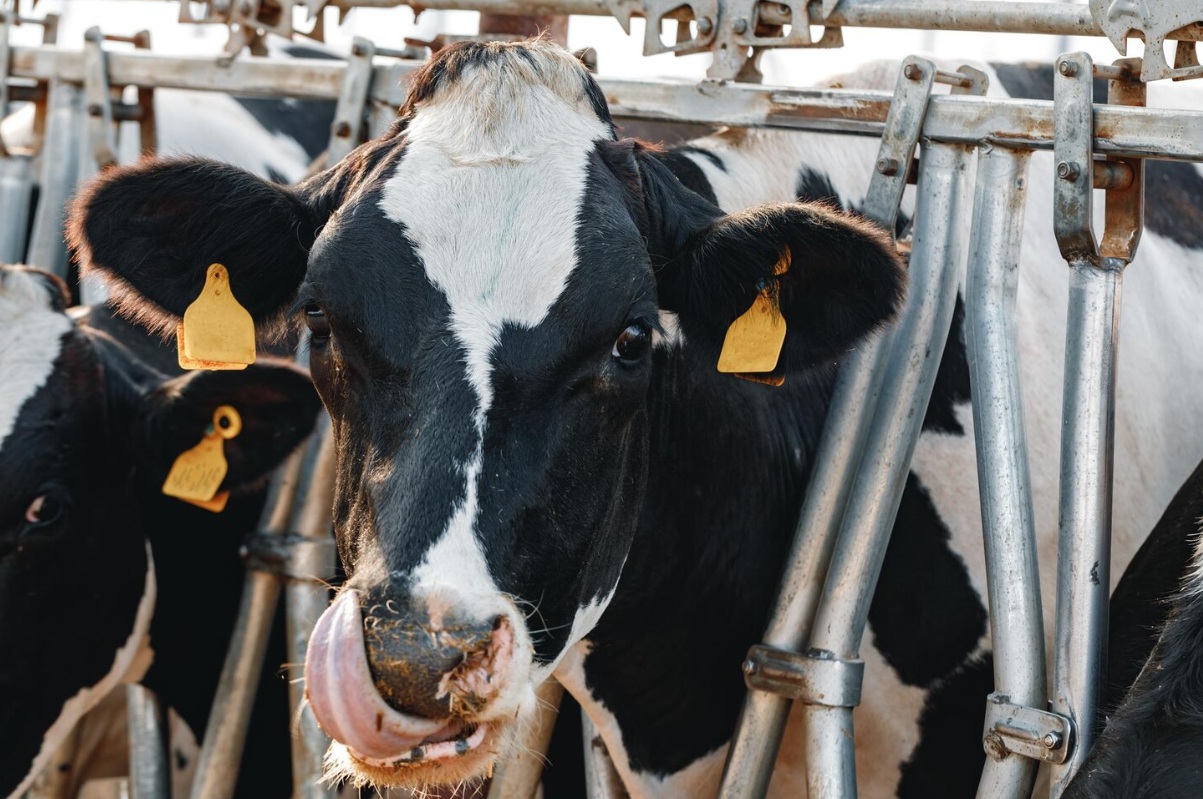 В Татарстане рассказали об итогах работы отрасли животноводств за 2 месяца 2026 года