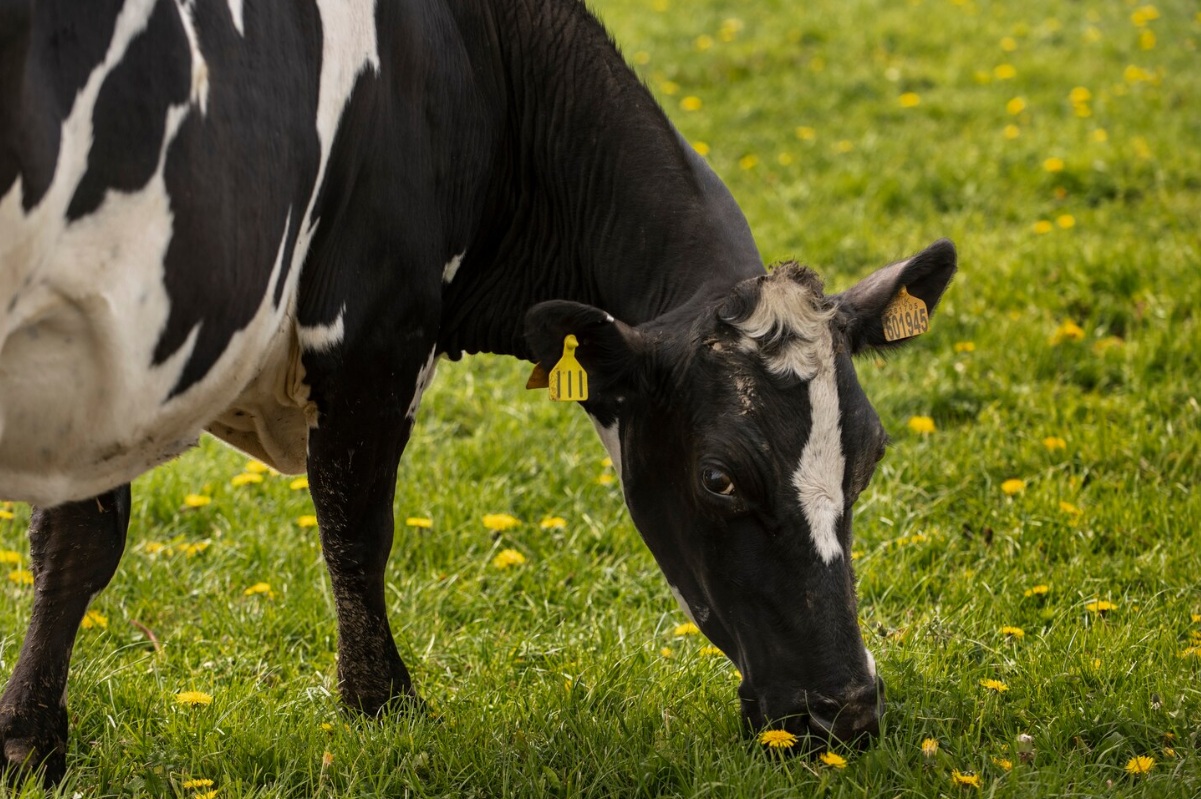 Господдержка для производителей молока в Ивановской области возросла на треть в сравнении с прошлым годом