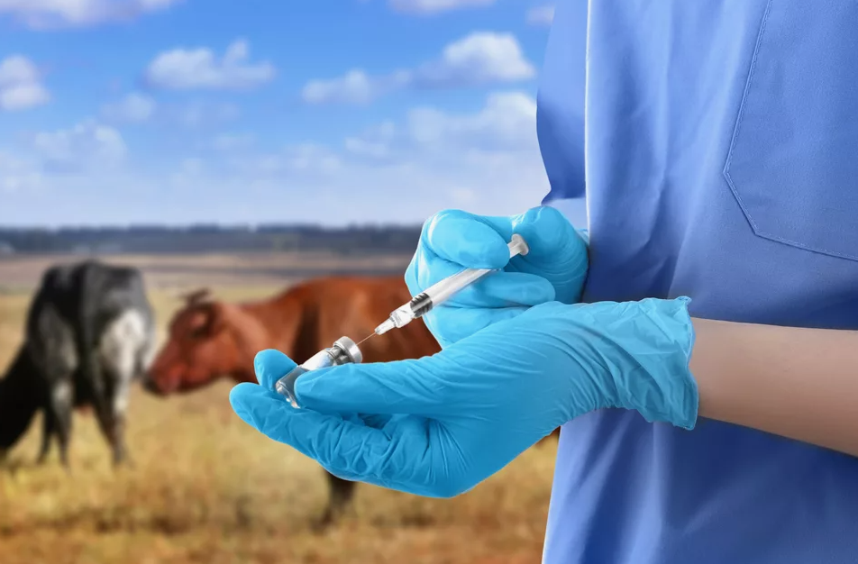 Вакцины от пастереллеза в Новосибирске достаточно - ветслужба