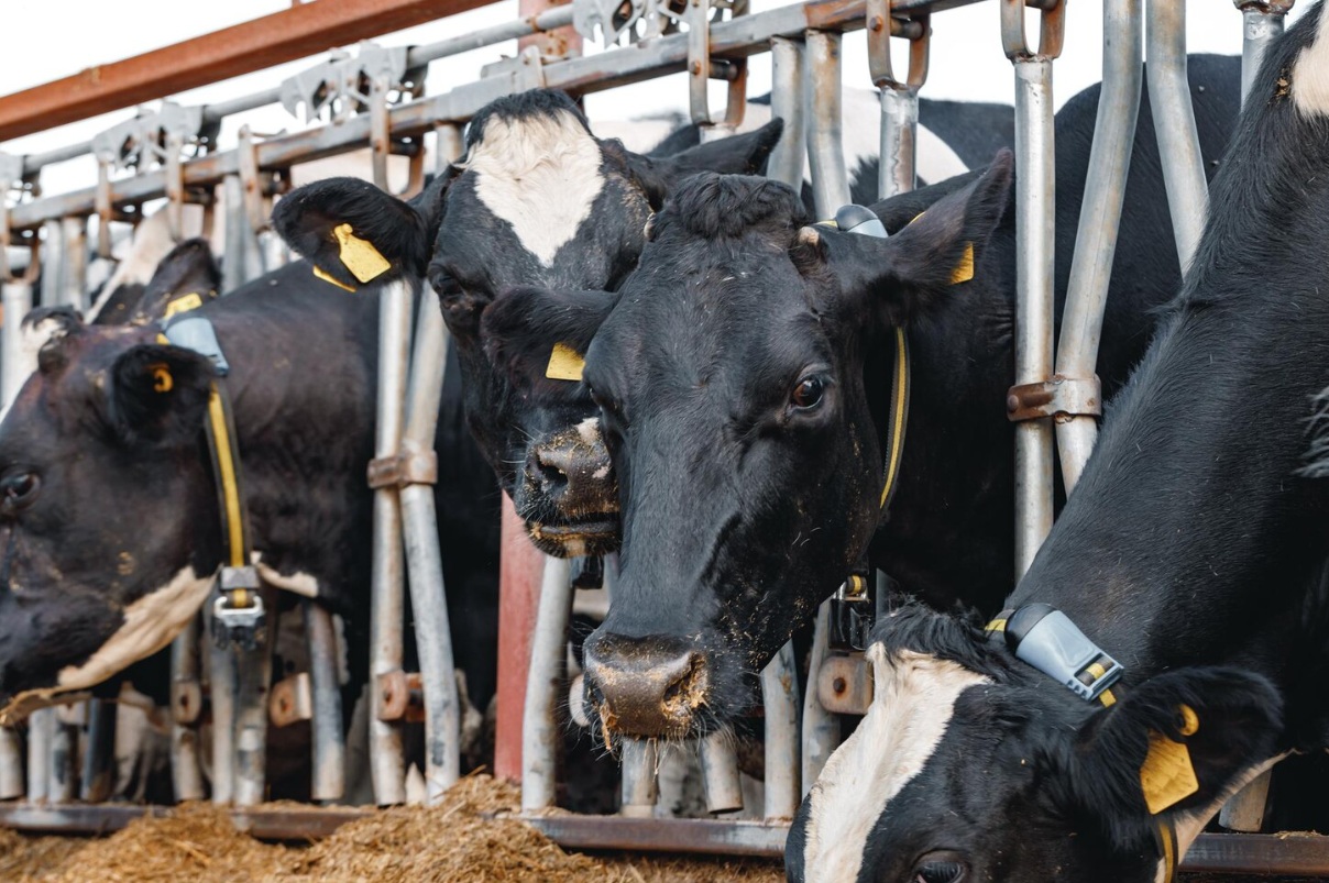 В Чувашии ликвидируют скот только на территории очага заболевания пастереллезом