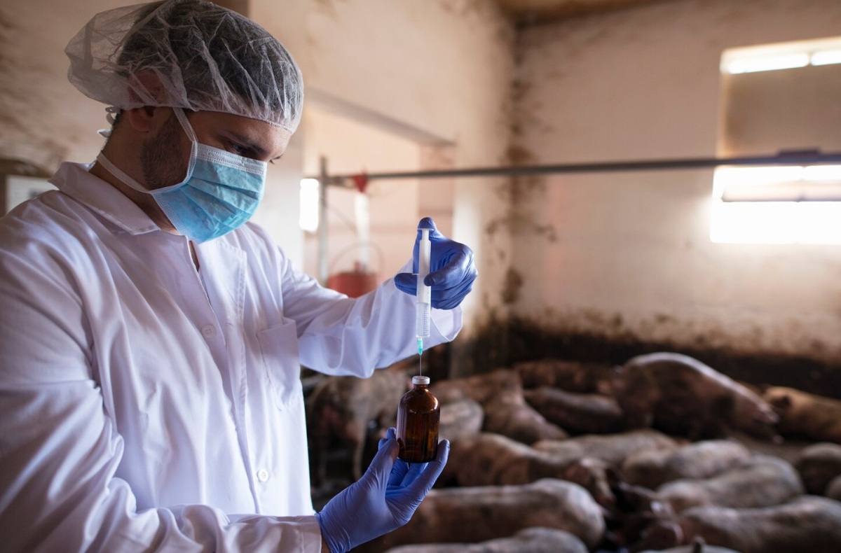 Потери свинопоголовья от АЧС в мире превысили 2,4 млн голов за четыре года