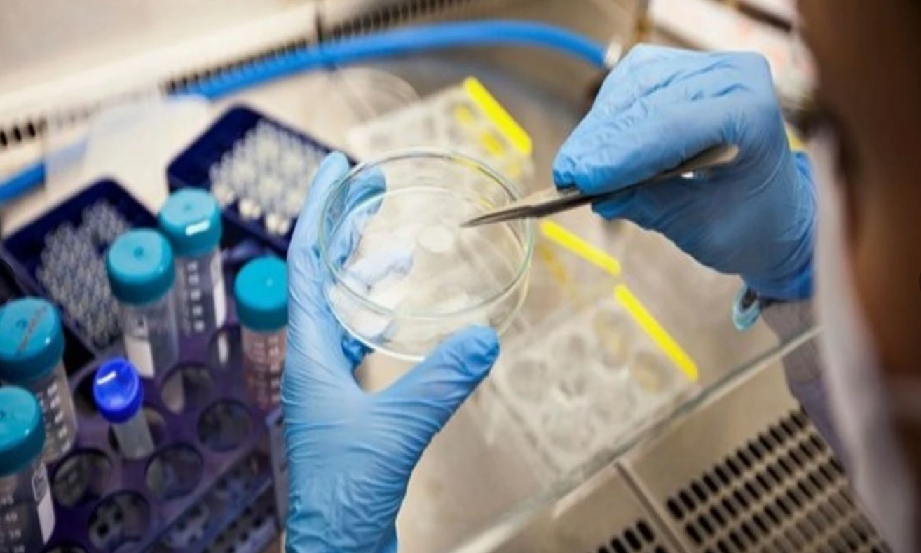 На Кубани внедрят имитацию естественных условий in vitro в репродукции КРС