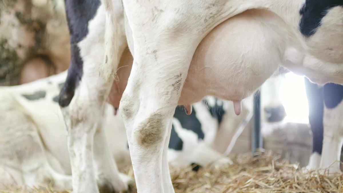 В Новосибирской области проверка выявила много неучтенных коров в личных хозяйствах