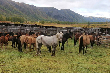 Цифровую платформу для геномной селекции лошадей разрабатывают в России