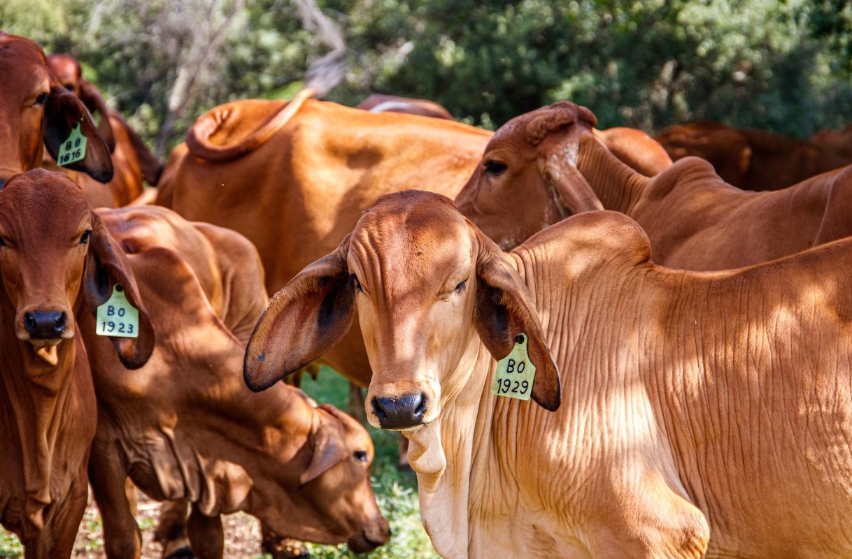 Говядина — основной фактор аграрного обезлесения: на отрасль приходится 40% вырубки лесов в мире