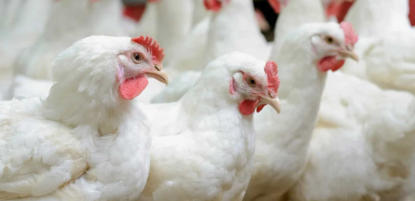 Мониторинг цен на куриное мясо в России и за рубежом, данные на 30 марта 2026 года