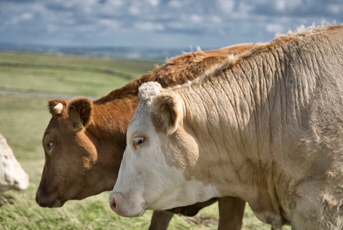 Животноводам Забайкалья предоставят субсидии на развитие мясного скотоводства