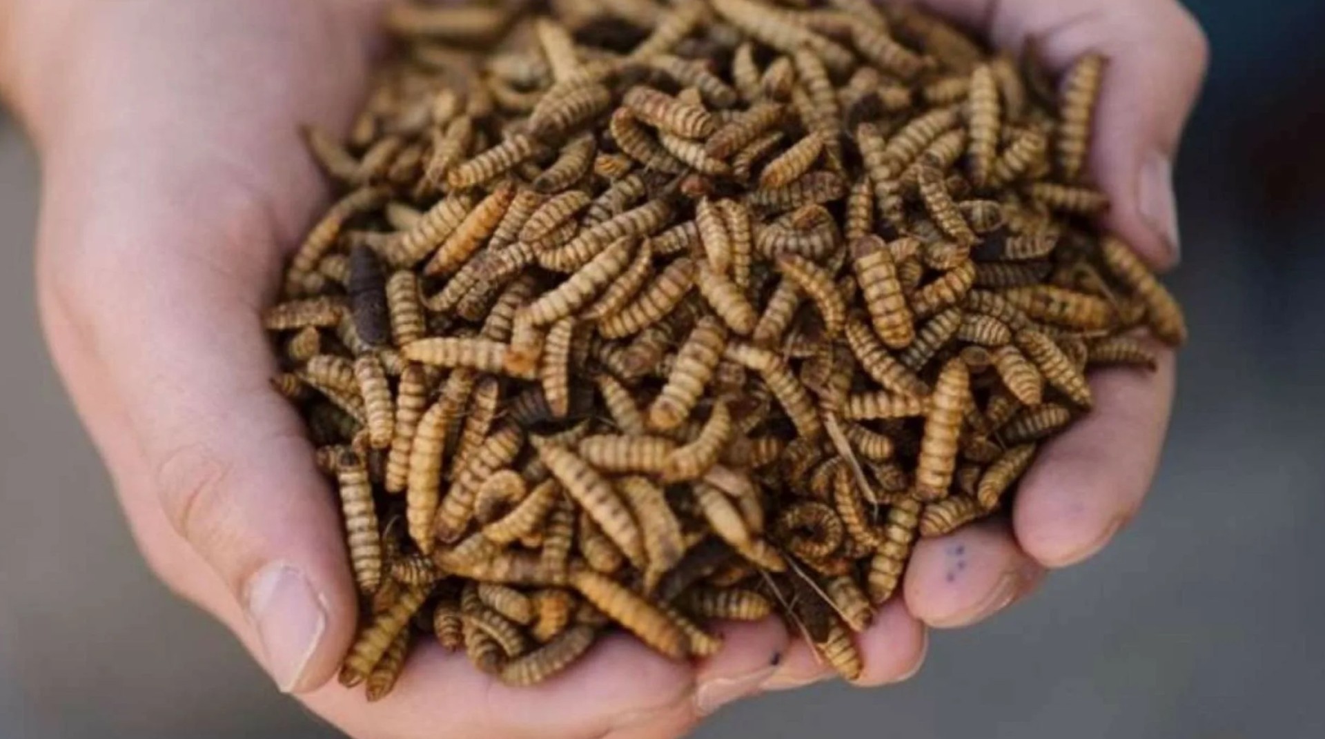 Protix и Tyson Foods приостановили инвестиции в проект по производству белка из насекомых в США