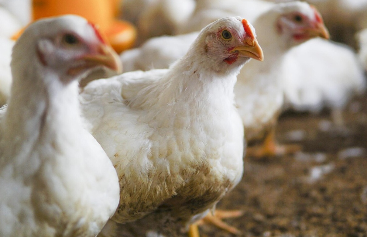 Птицефабрика «Вараксино» возведет в Воткинске цех органических удобрений