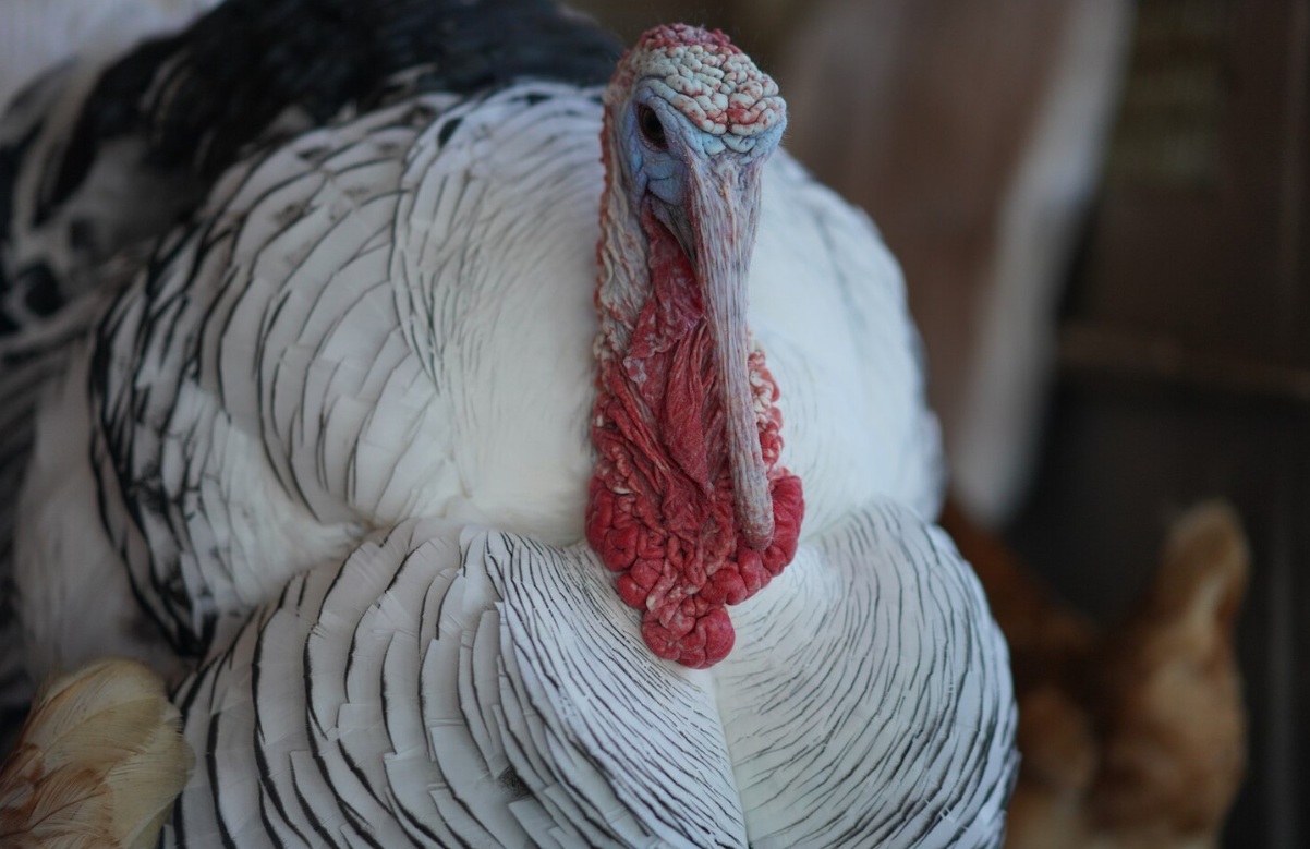 Мониторинг цен на мясо индейки в России и за рубежом, данные на 06 апреля 2026 года