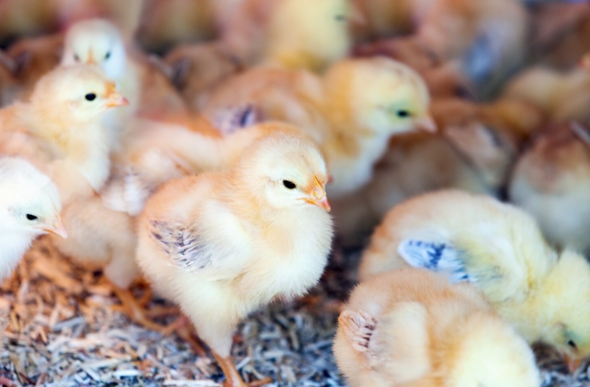 Прибыль птицефабрики «Сеймовская» в 2025 году упала более чем в 20 раз