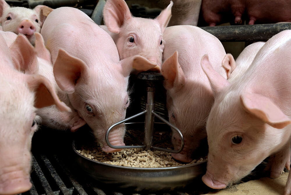 В Омской области выросло производства мяса и молока и увеличилось поголовье свиней