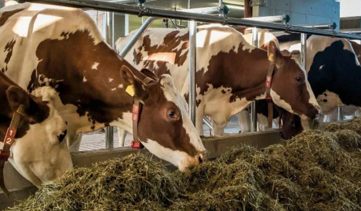 Уральские животноводы настаивают на вакцинации всех коров в регионе