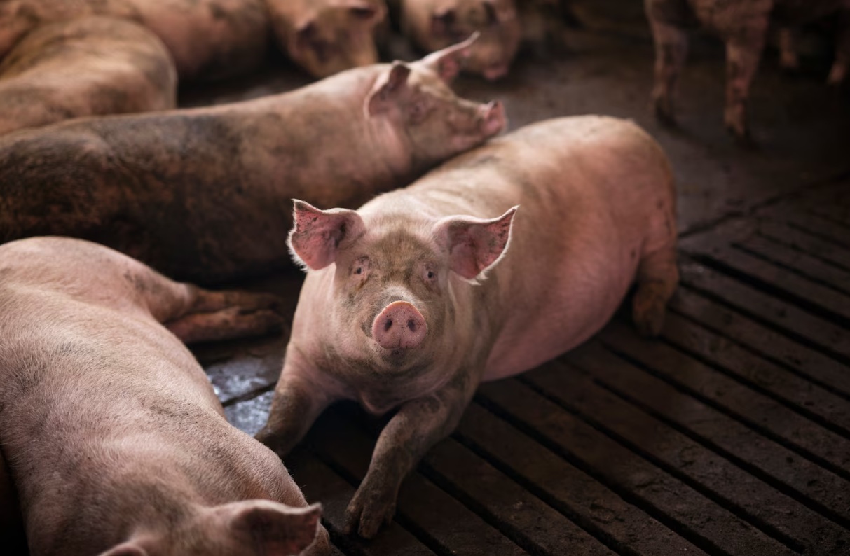 Тепловой стресс у свиней: практические меры для сохранения продуктивности в жаркий период