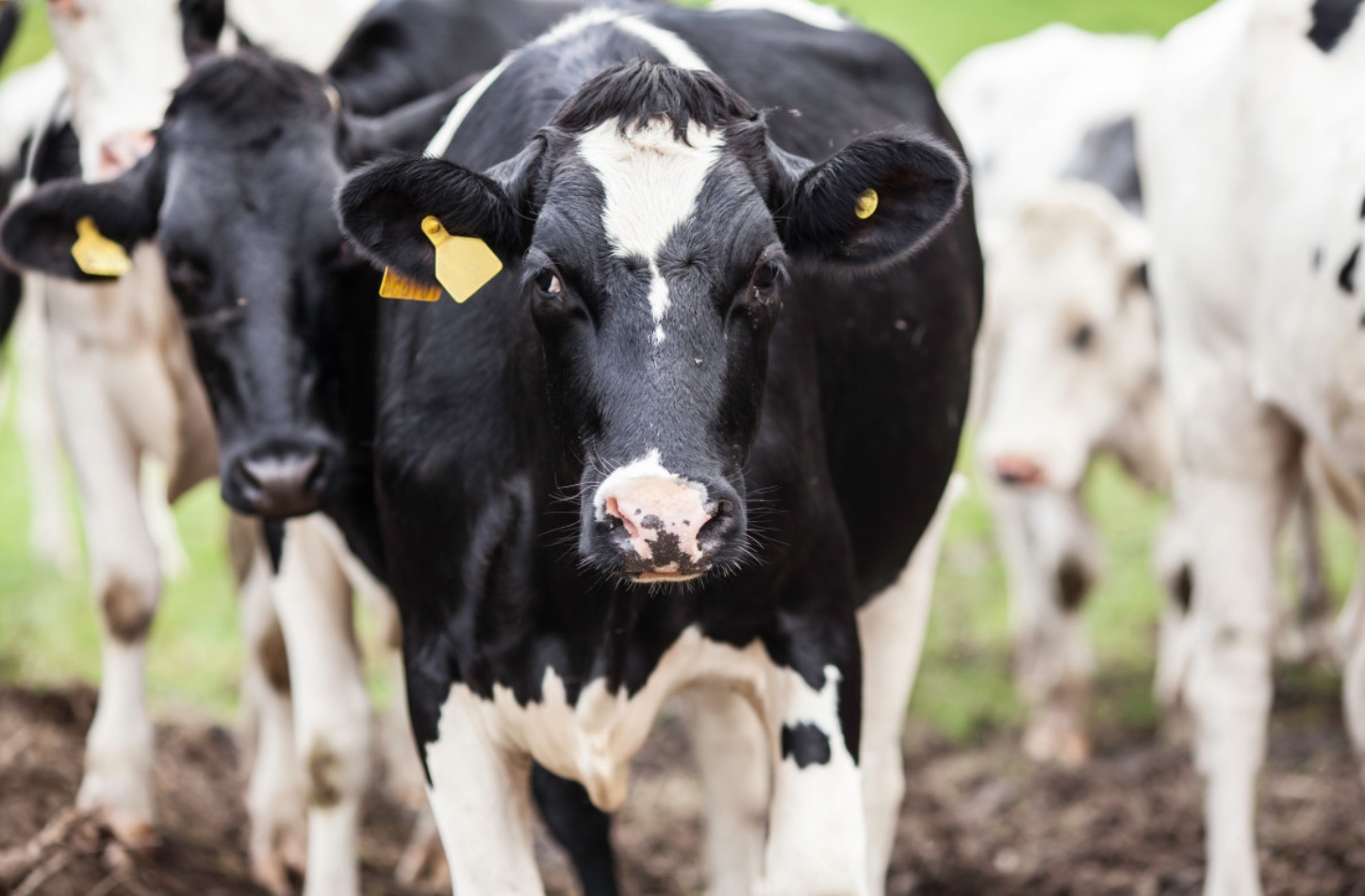 Ставрополье в 2026г реализует 7 проектов в животноводстве на 14 млрд рублей