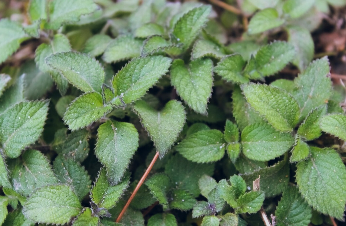 США хотят бороться с гриппом птиц с помощью кошачьей мяты