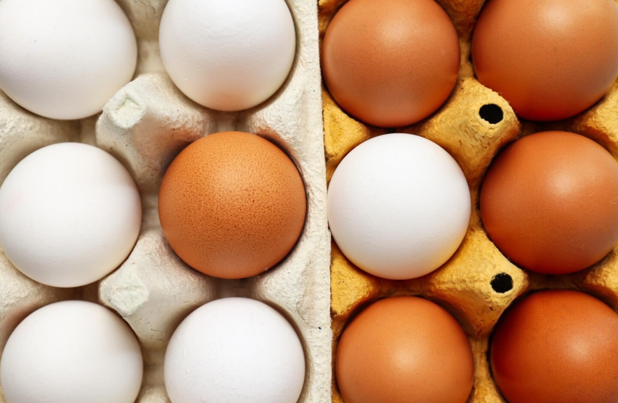 Регионы ЦФО наращивают производство яиц