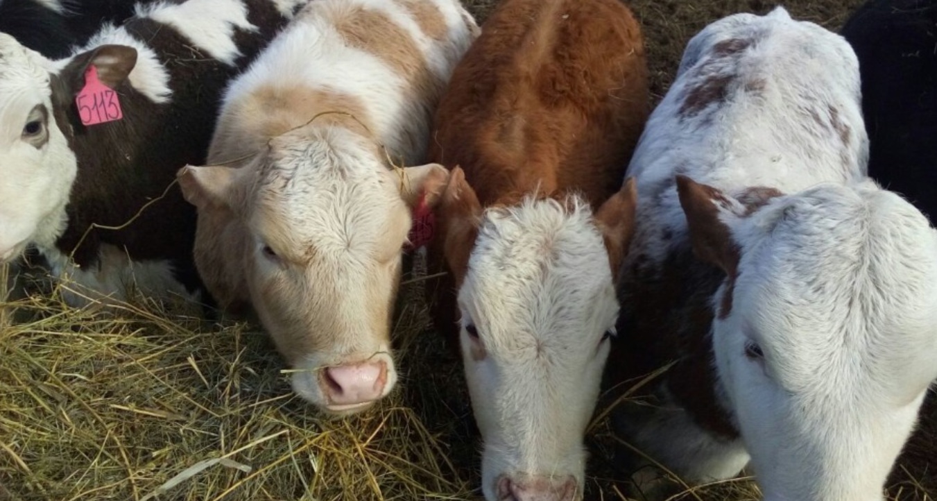 Ветеринарный контроль за хозяйствами населения усилят в Алтайском крае